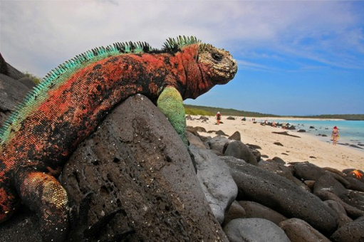 iguana.png