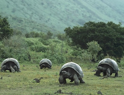 tortoises.jpg