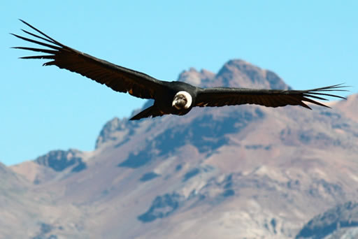 condor.jpg