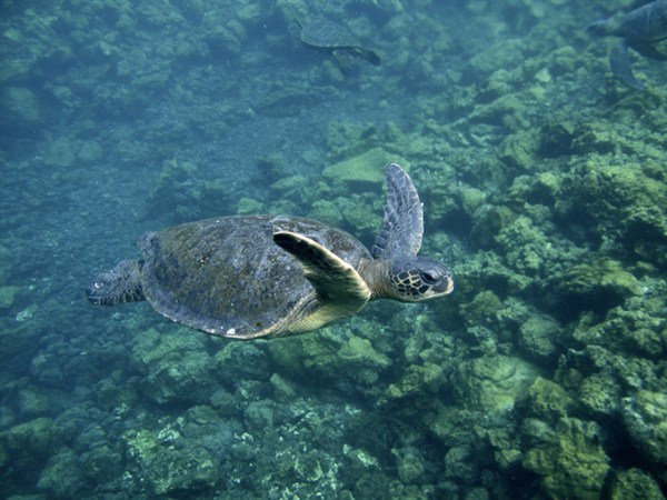 swimming turtles_600x450.jpg