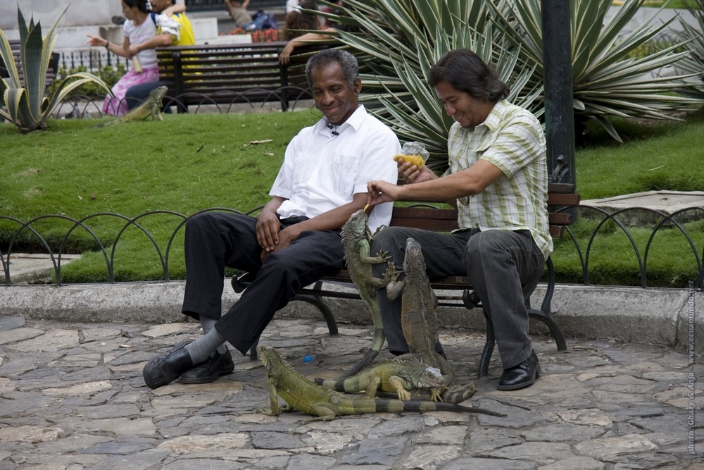 Iguana park.jpg