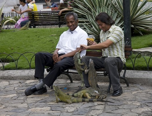 Iguana park.jpg