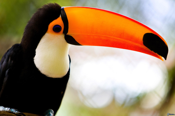 TOucan.jpg