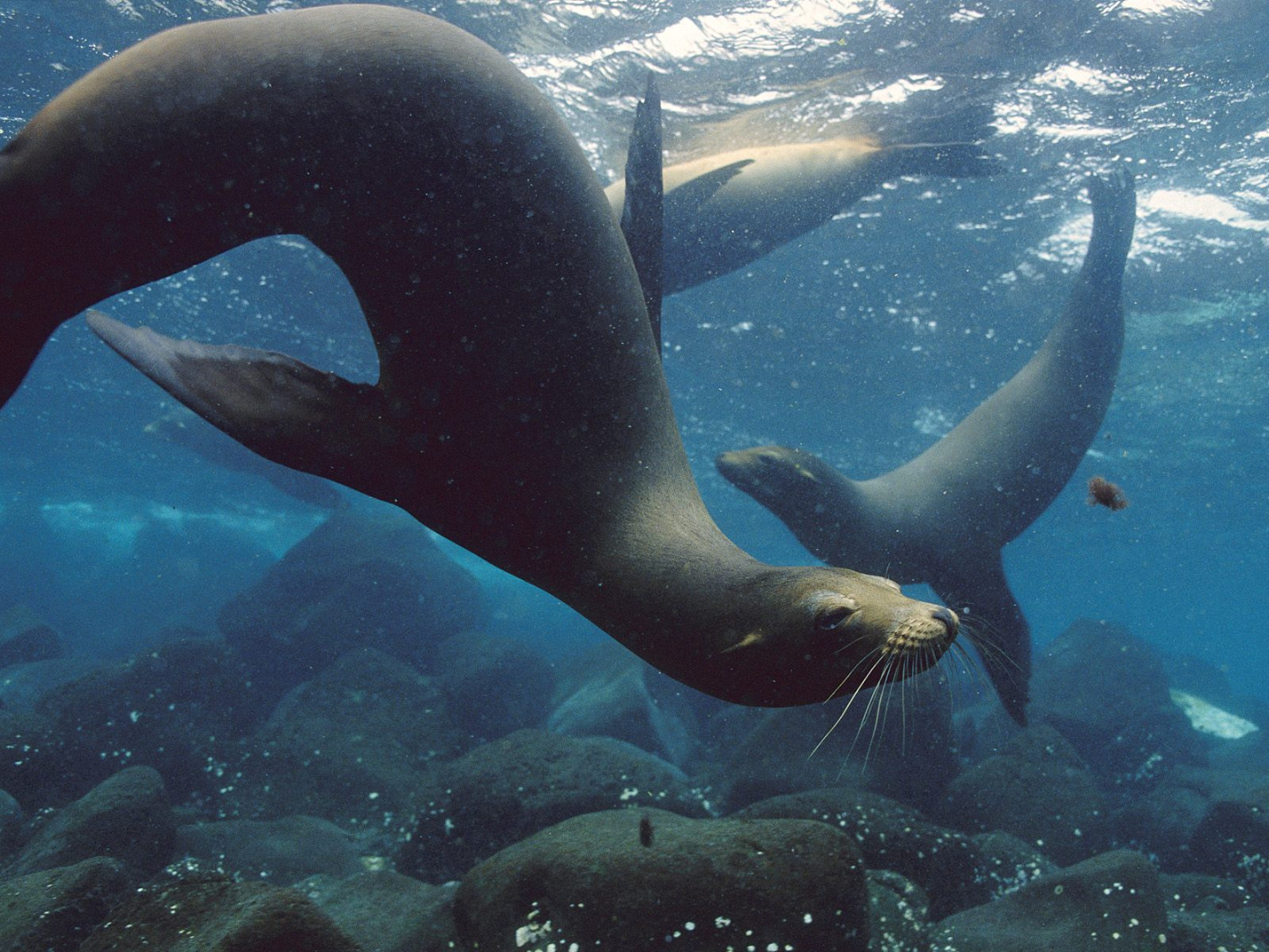 Galapagos_Sea_Lions_Galapagos_Islands.jpg
