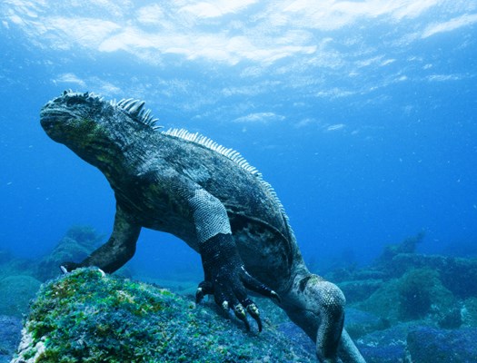 Underwater iguana.jpg