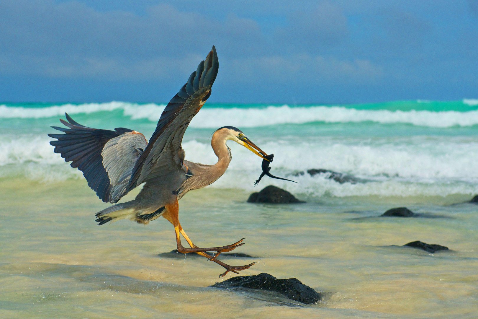 Heron and iguana.jpg