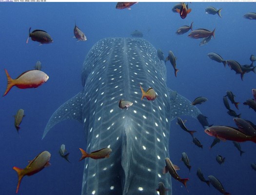 Whale shark.jpg