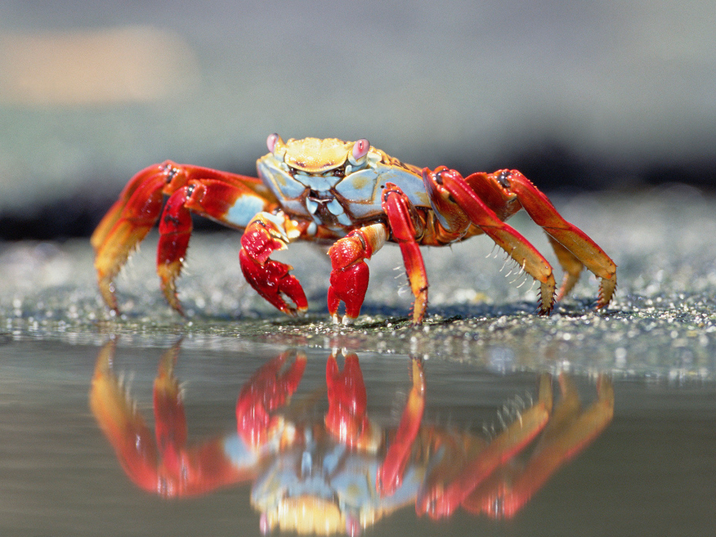 sally-lightfoot-crab-galapagos-islands-ecuador.jpg