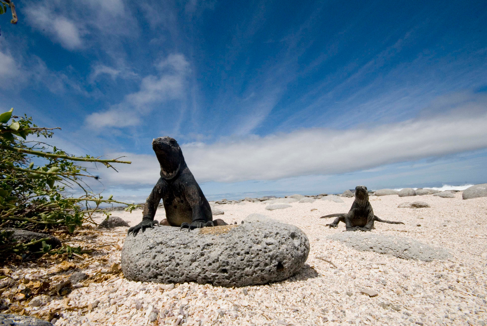 Marine iguanas sunning.jpg