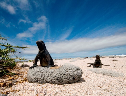 Marine iguanas sunning.jpg