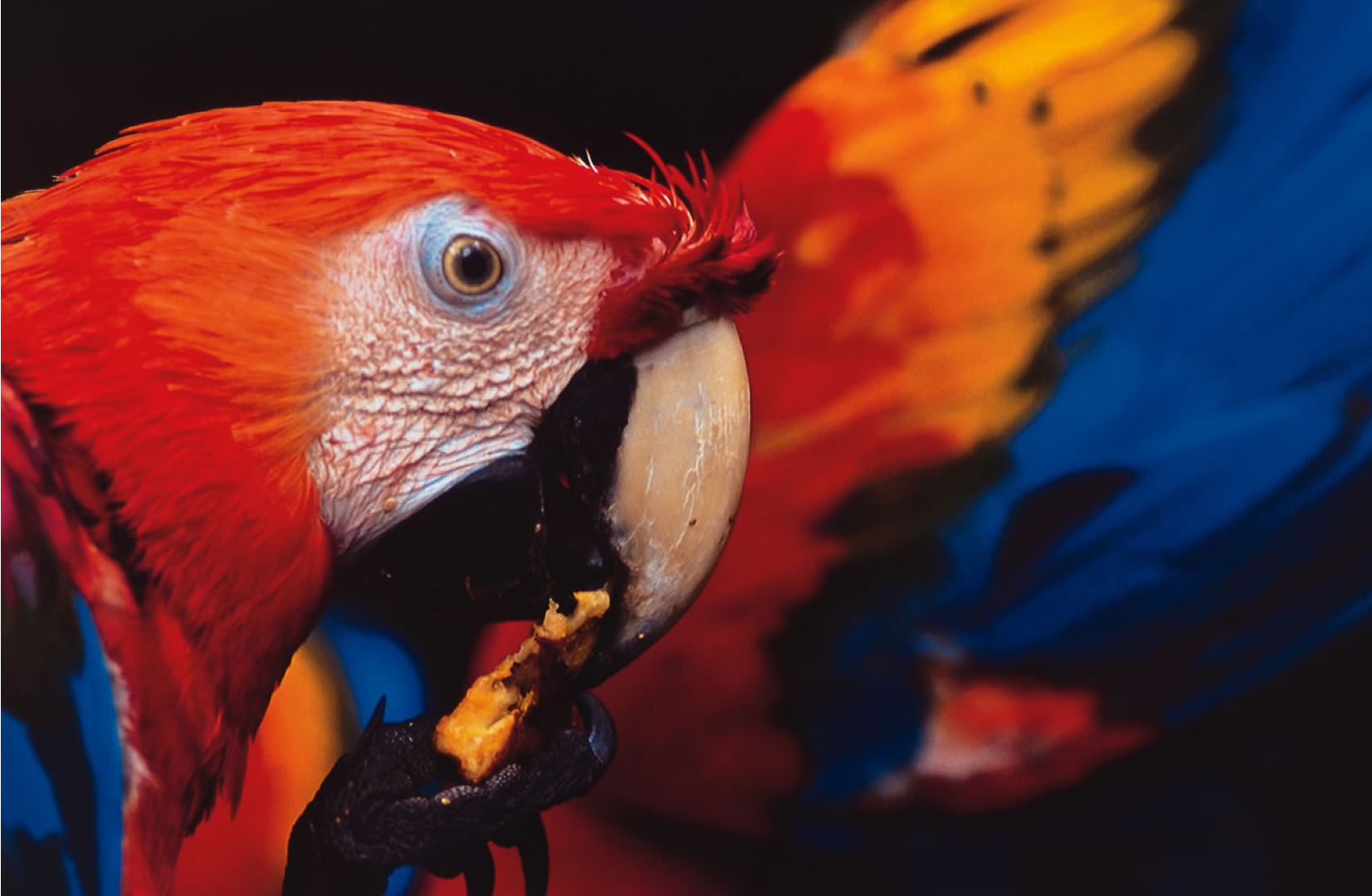 macaw-amazon-rainforest.jpg
