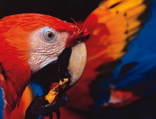 macaw-amazon-rainforest.jpg