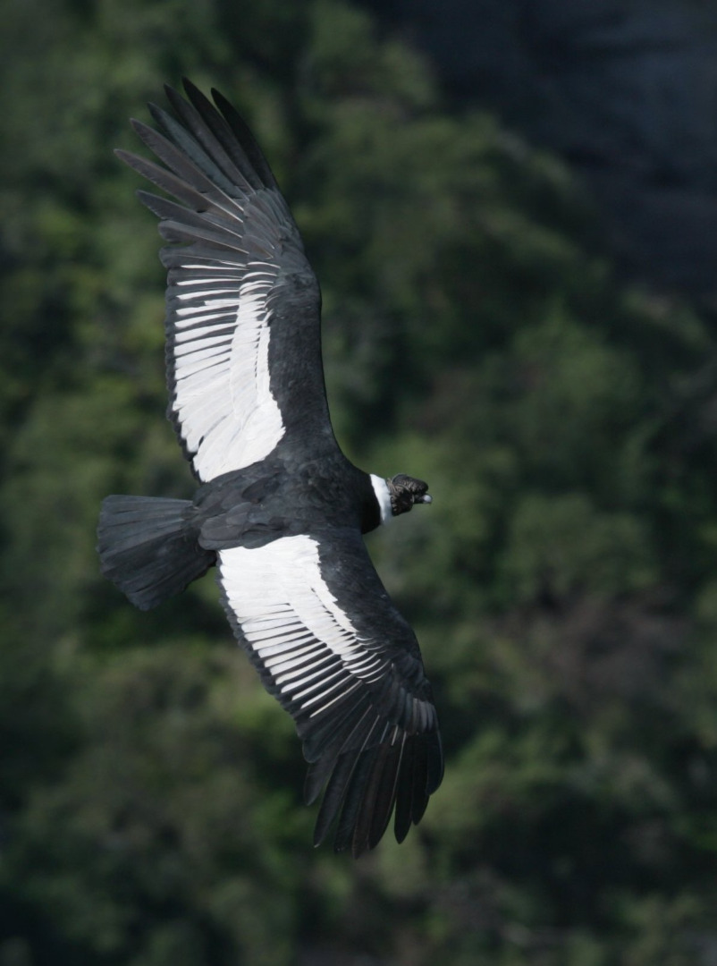 Andean Condor male - Condoritos0008_RJ.jpg