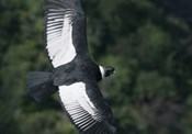 Andean Condor male - Condoritos0008_RJ.jpg