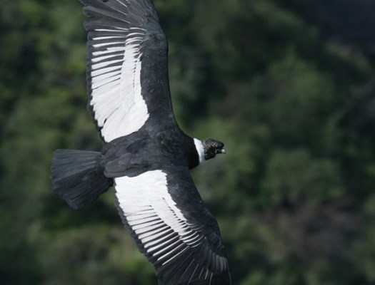 Andean Condor male - Condoritos0008_RJ.jpg