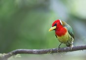 red-headed-barbet-male-_q8r2149-tandayapa-bird-lodge-ecuador.jpg