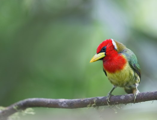 red-headed-barbet-male-_q8r2149-tandayapa-bird-lodge-ecuador.jpg