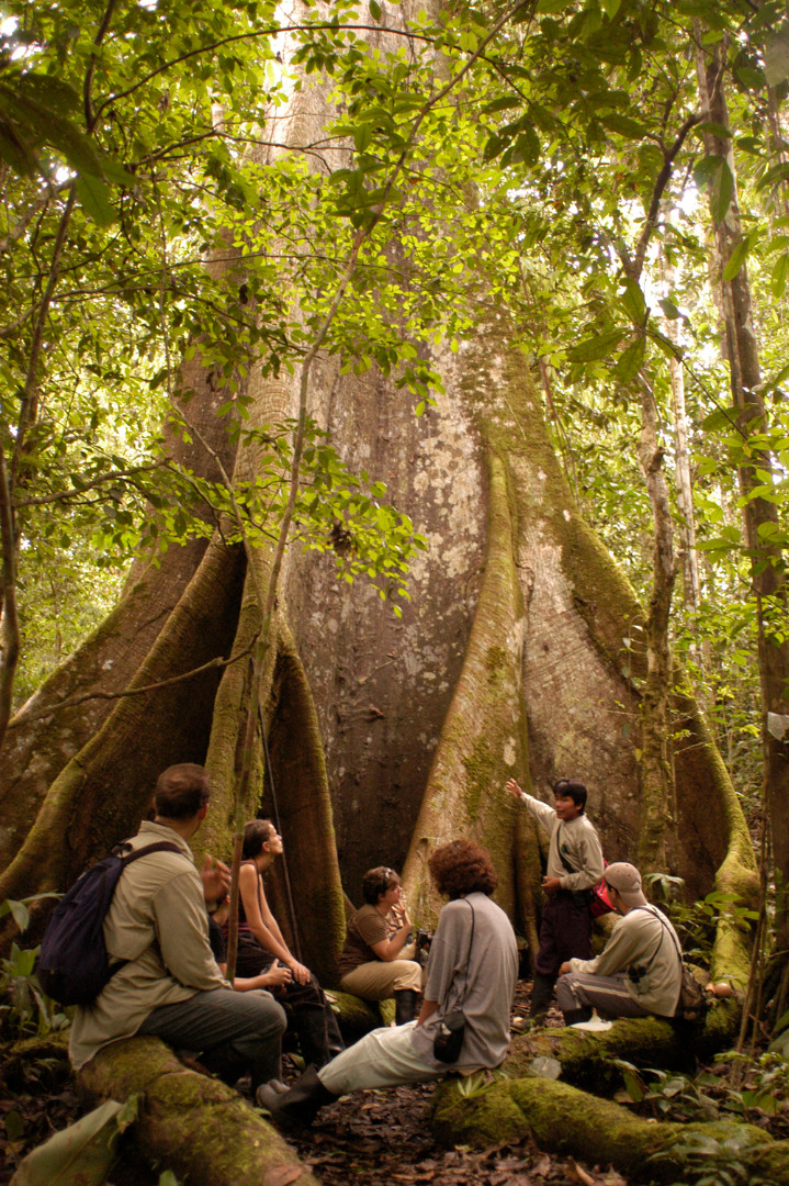 Cuyabeno tree.jpg