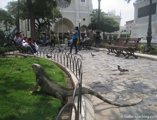 Seminario park iguana.jpg